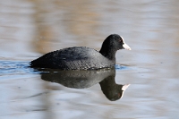 Fulica atra (folaga con riflesso)